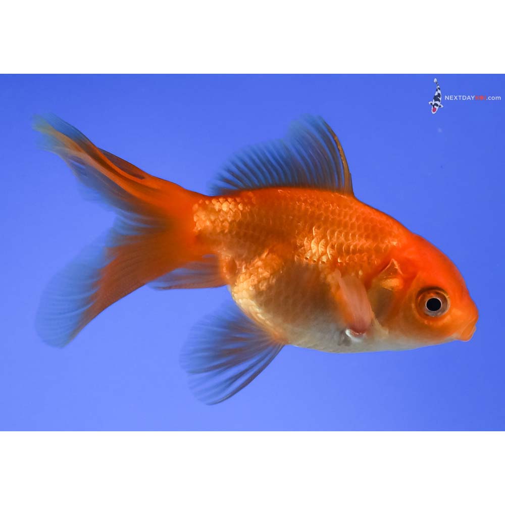 3.5” Imported Red Fantail