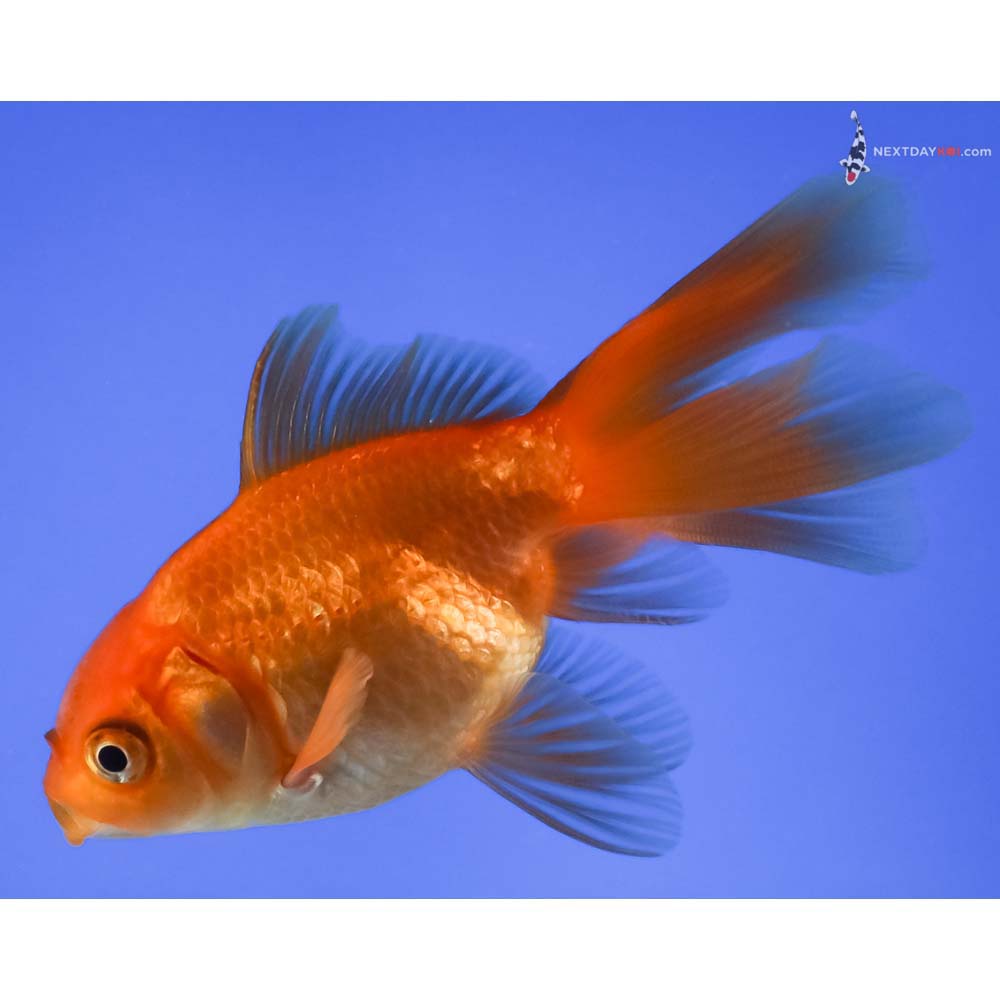 3.5” Imported Red Fantail