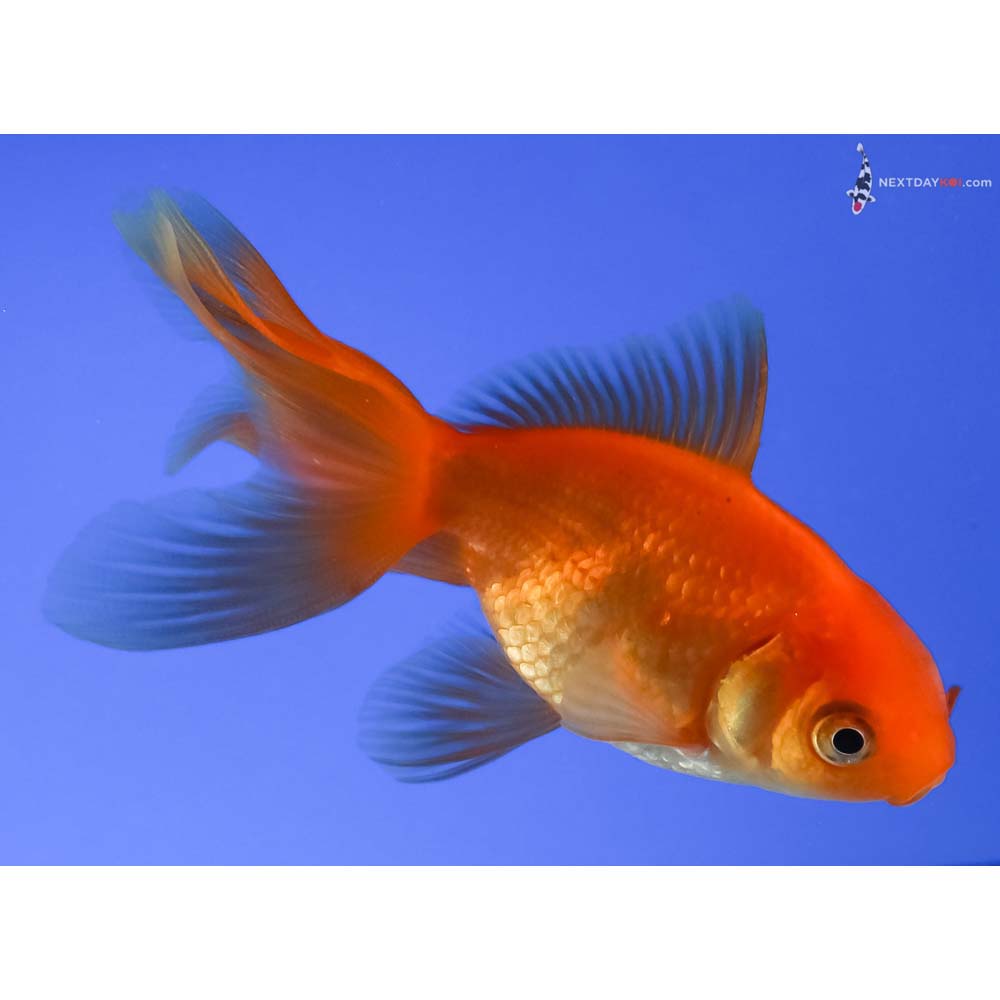 3.5” Imported Red Fantail