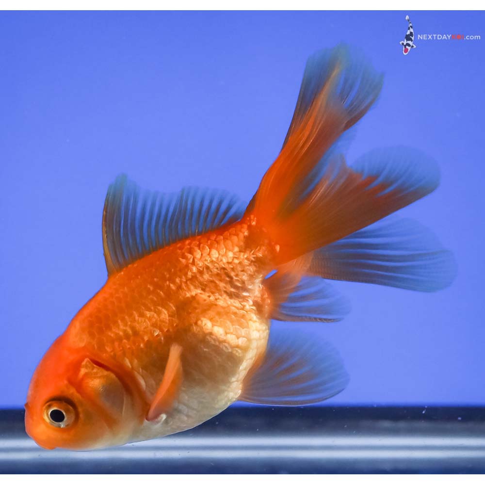 3.5” Imported Red Fantail