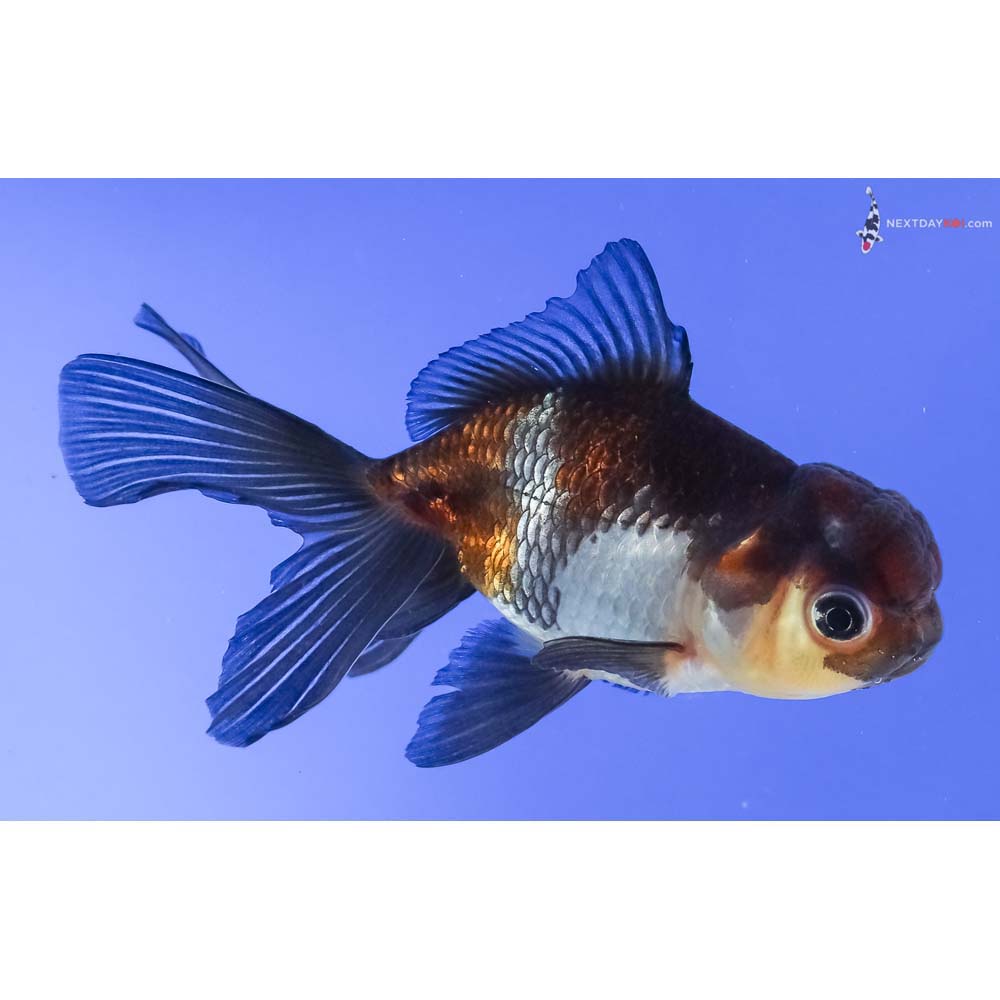 4” Imported Tri Color Panda Oranda