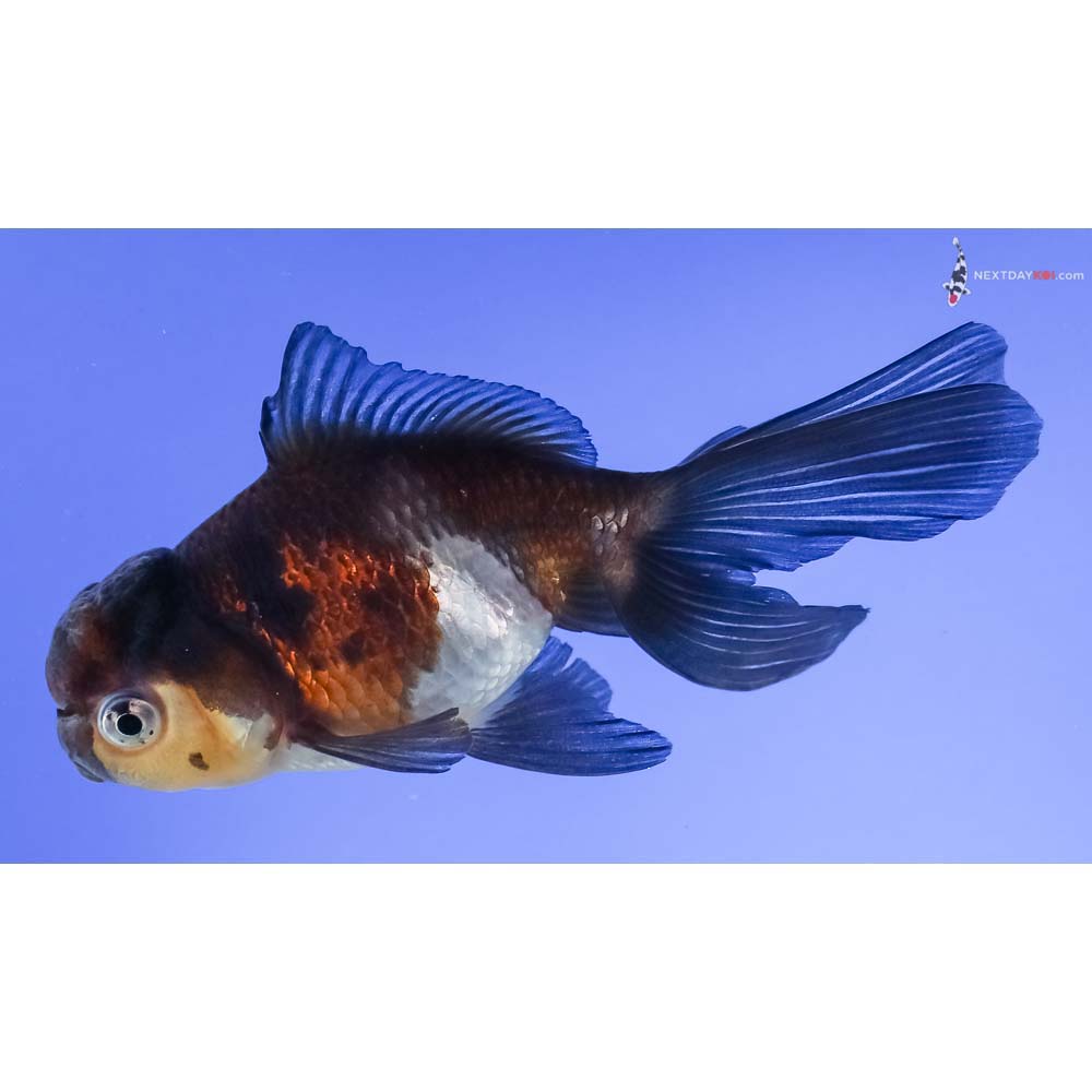 4” Imported Tri Color Panda Oranda
