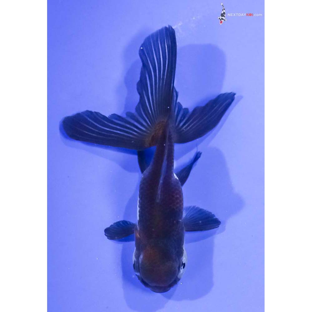 4” Imported Tri Color Panda Oranda