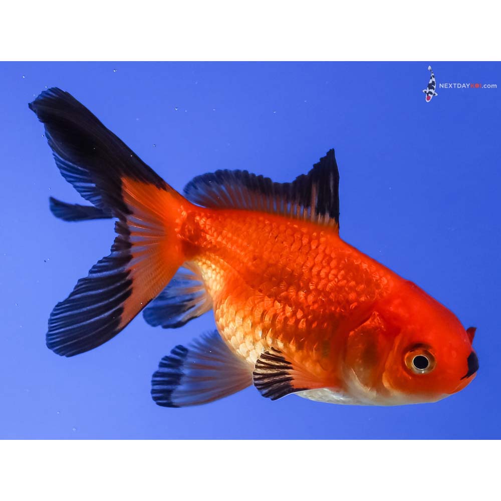 3.5” Imported Male Red and Black Fantail
