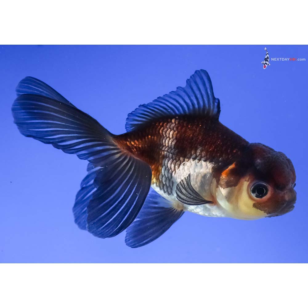 4” Imported Tri Color Panda Oranda