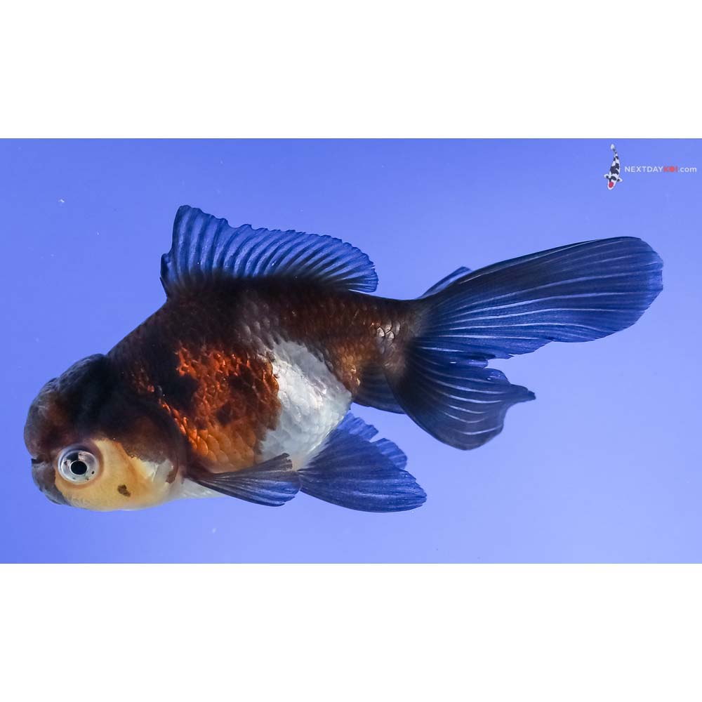 4” Imported Tri Color Panda Oranda