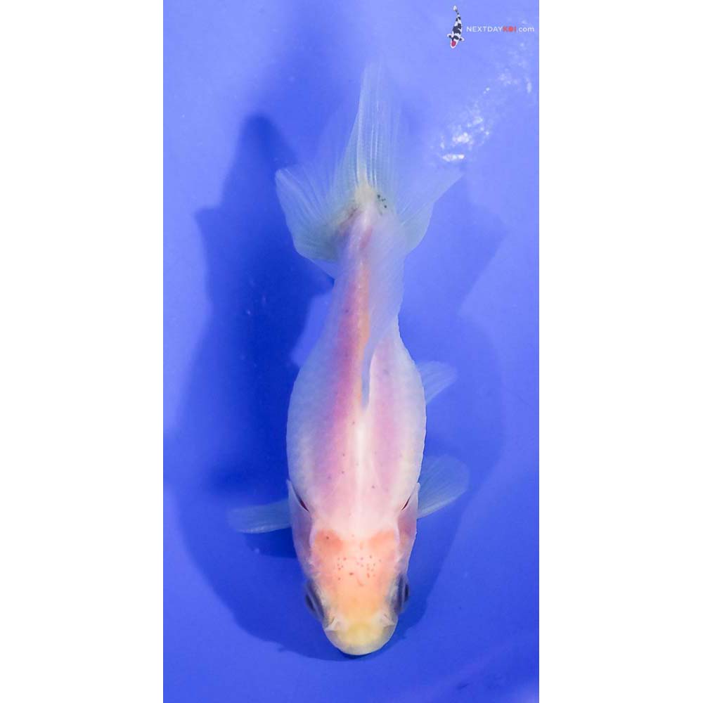 3” Imported Male White Fantail