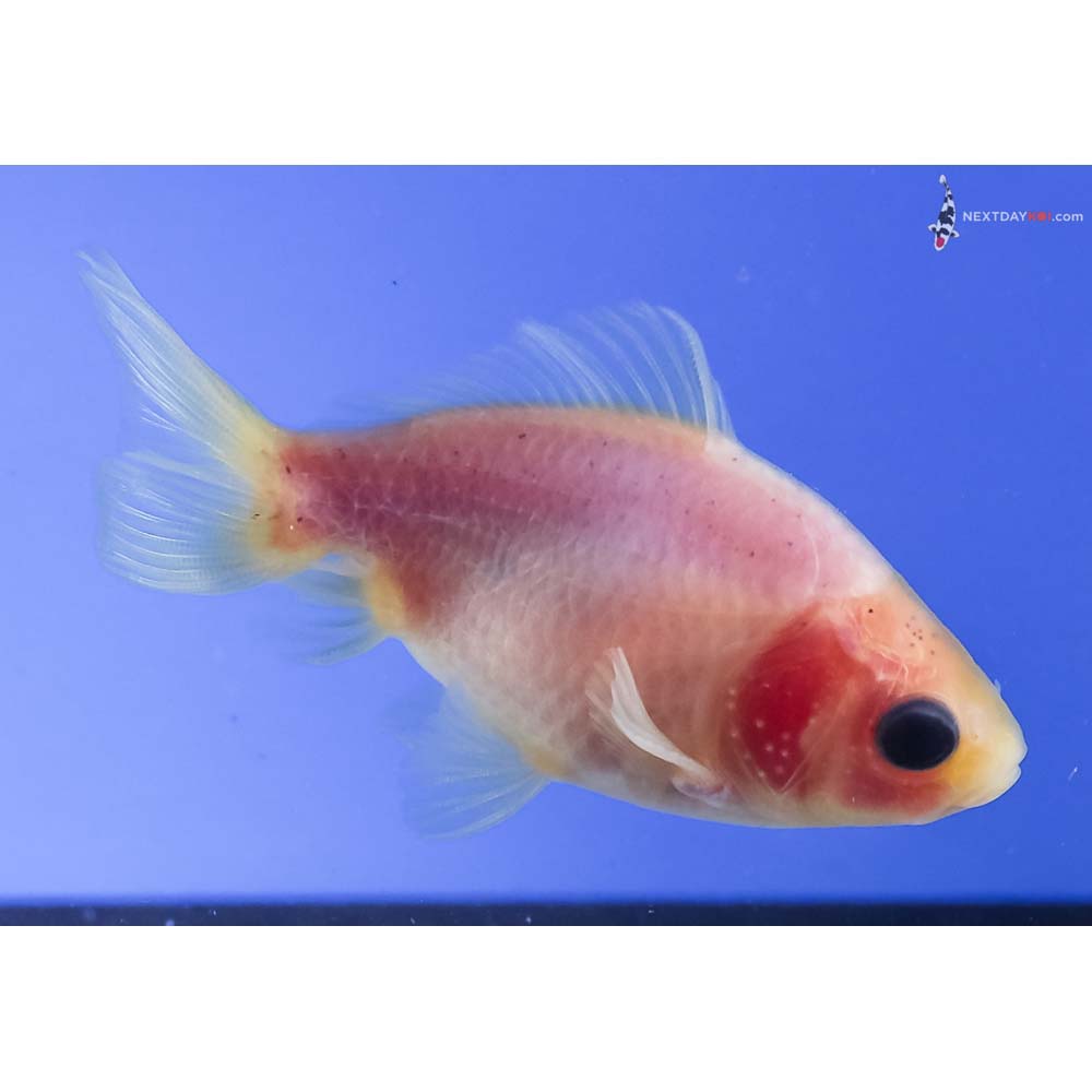 3” Imported Male White Fantail