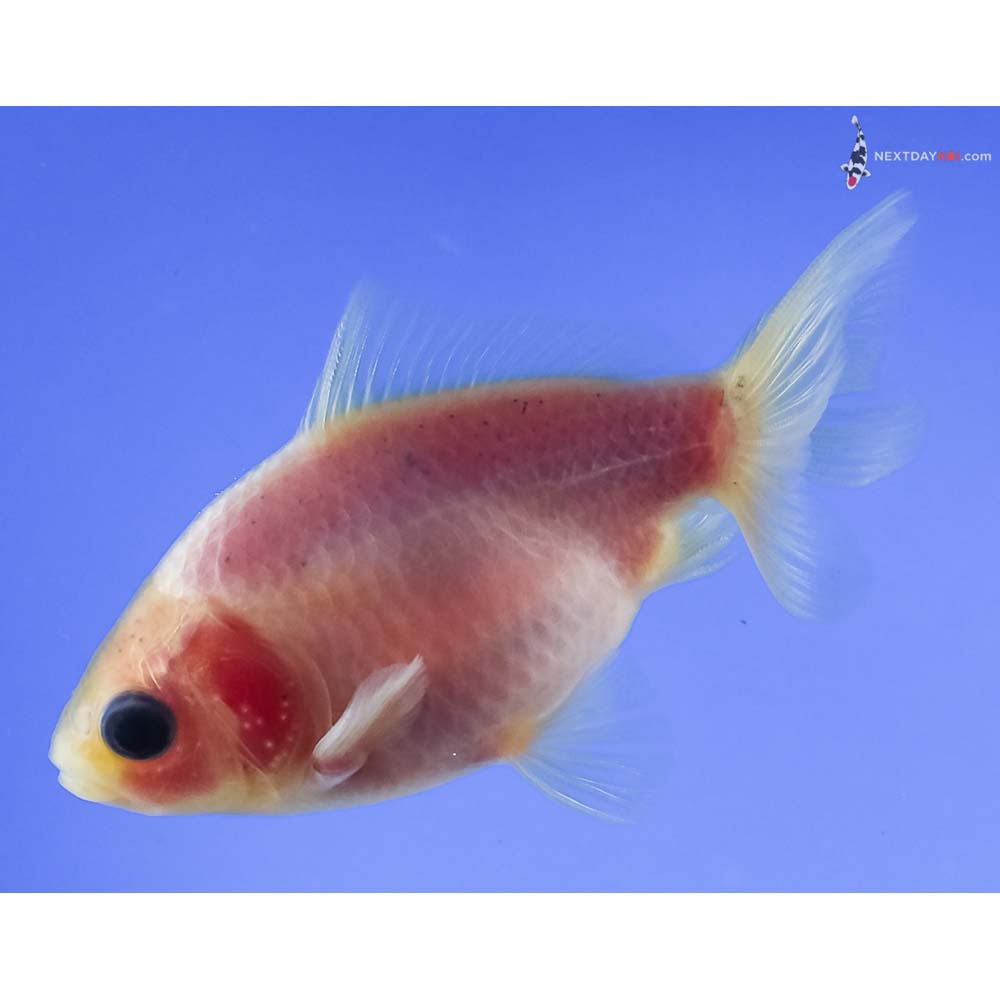 3” Imported Male White Fantail