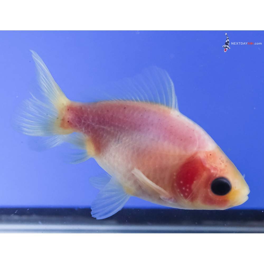 3” Imported Male White Fantail