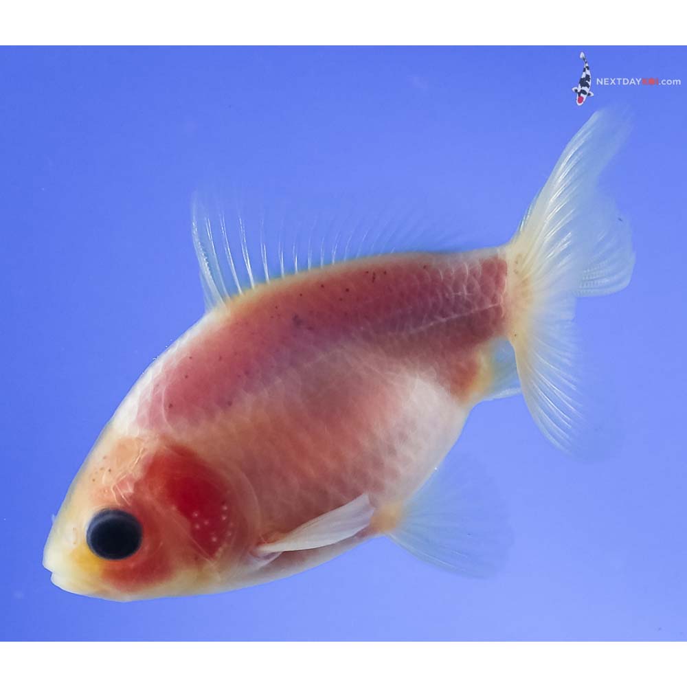3” Imported Male White Fantail