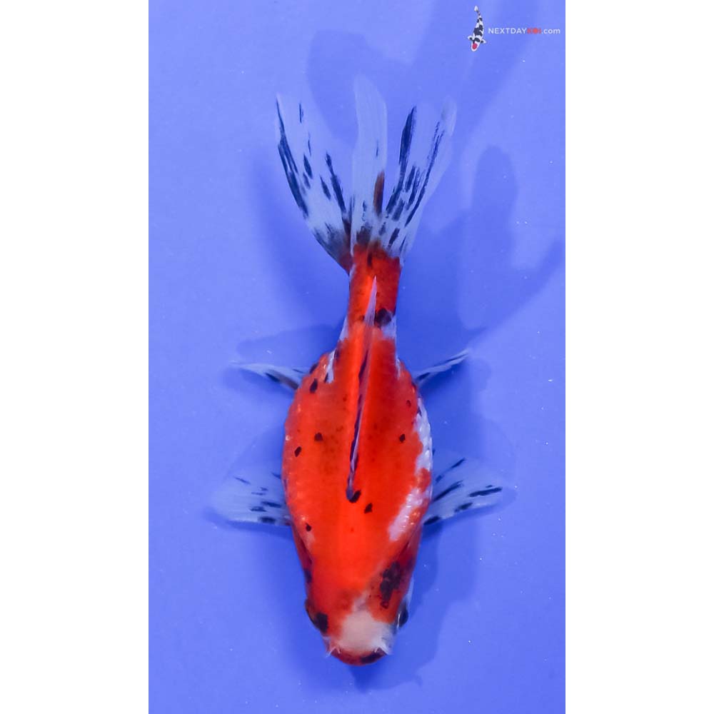 3.5” Imported Calico Pearlscale