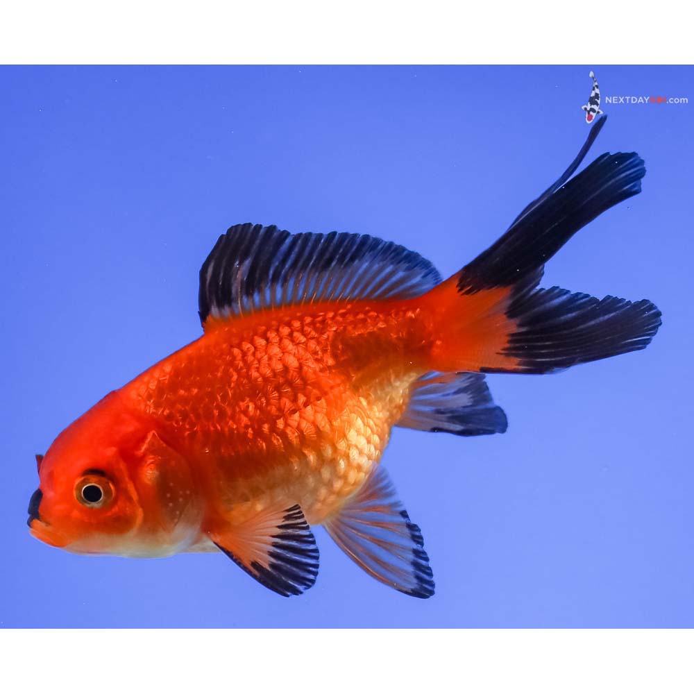 3.5” Imported Male Red and Black Fantail