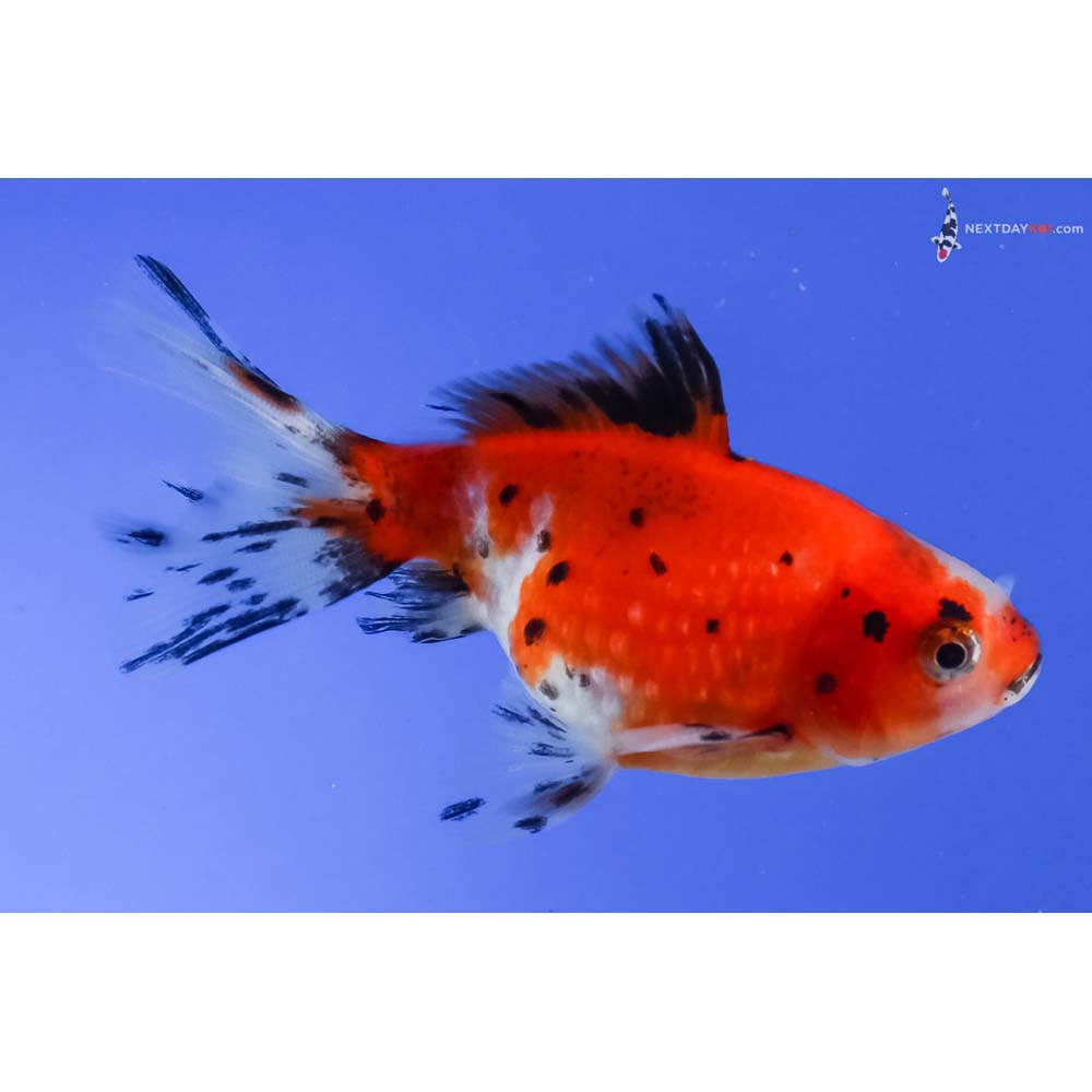 3.5” Imported Calico Pearlscale