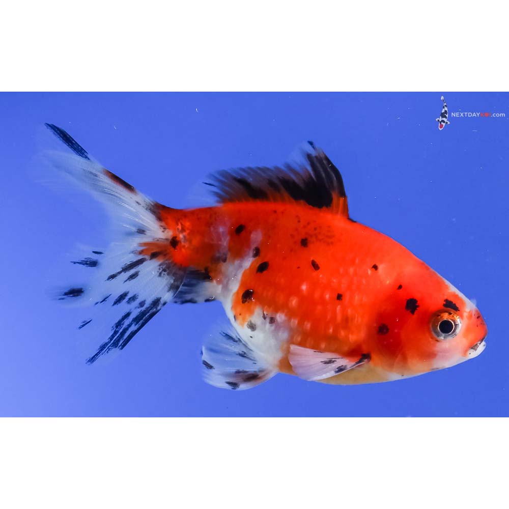 3.5” Imported Calico Pearlscale