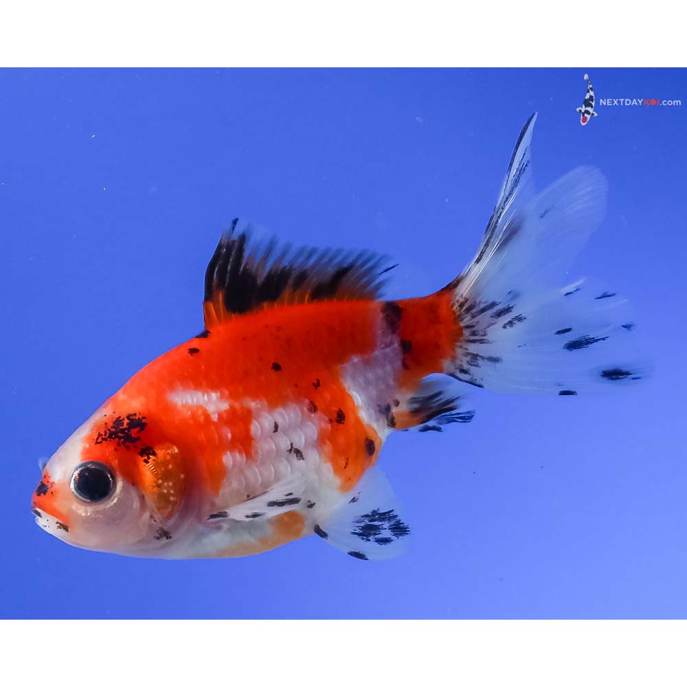 3.5” Imported Calico Pearlscale