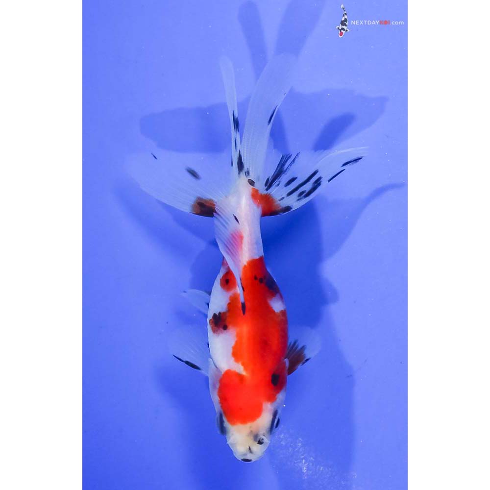 3.5” Imported Male Calico Fantail