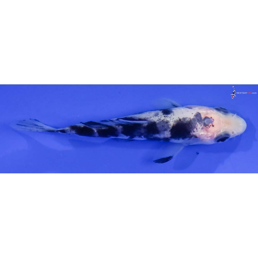 3” Imported Shiro Bekko