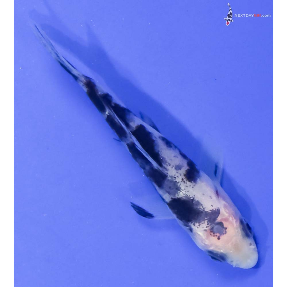 3” Imported Shiro Bekko