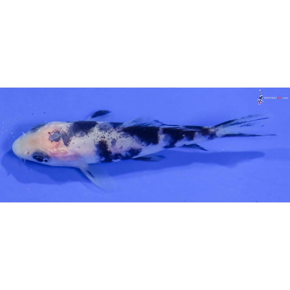 3” Imported Shiro Bekko