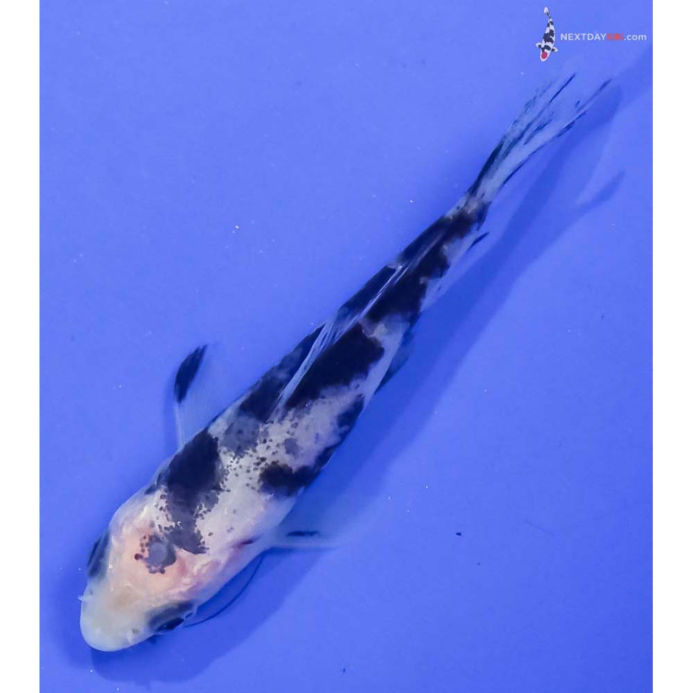 3” Imported Shiro Bekko