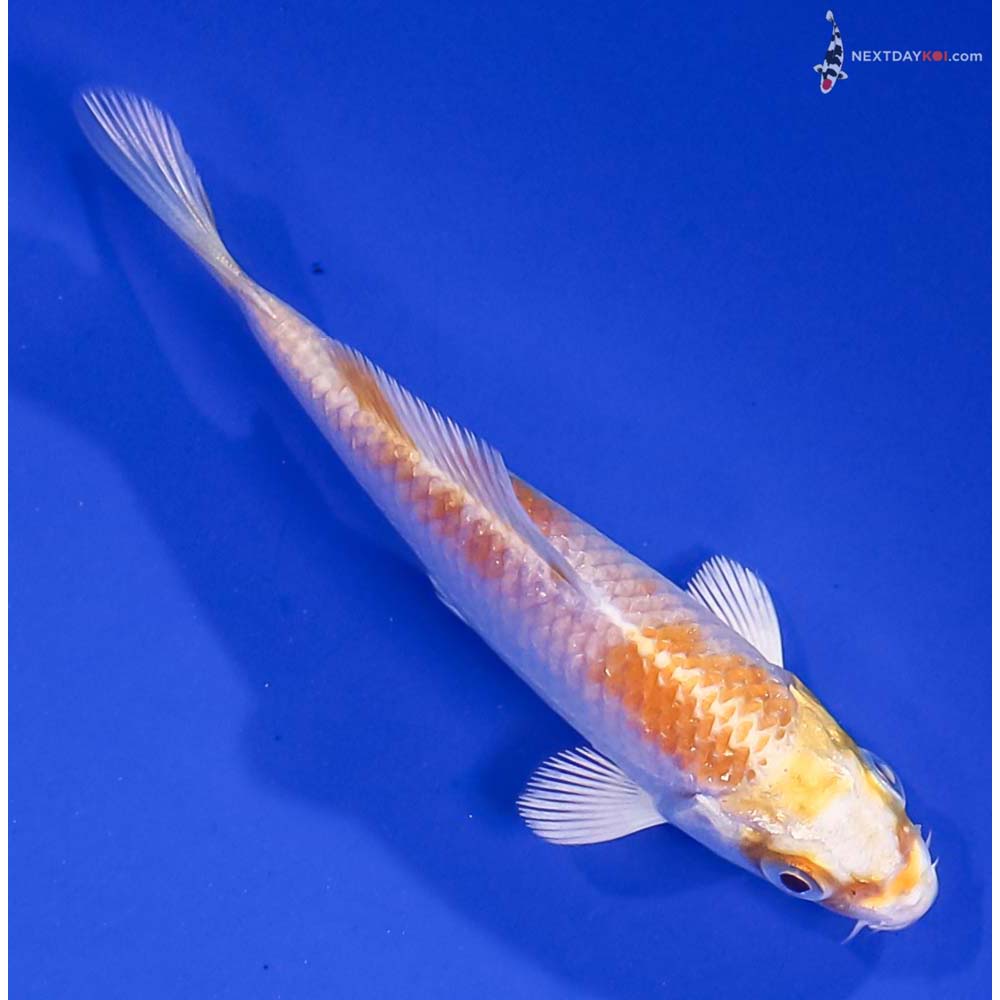 3.5” Imported Lemon Hariwake