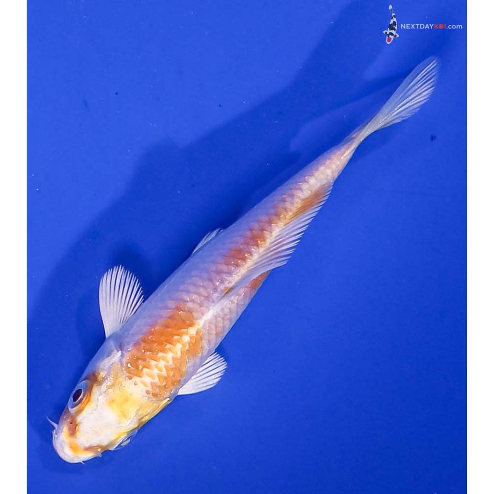 3.5” Imported Lemon Hariwake