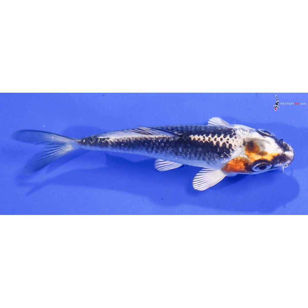 3.5” Imported Kujaku