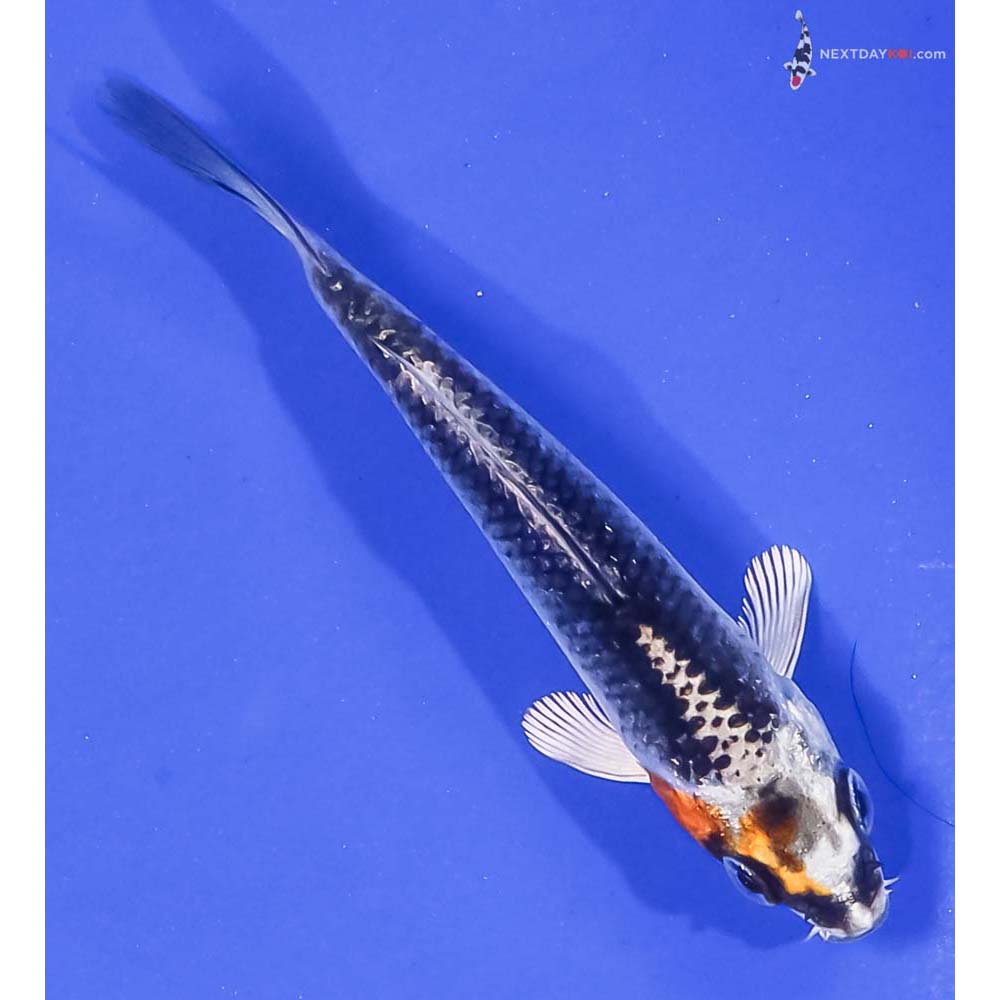 3.5” Imported Kujaku
