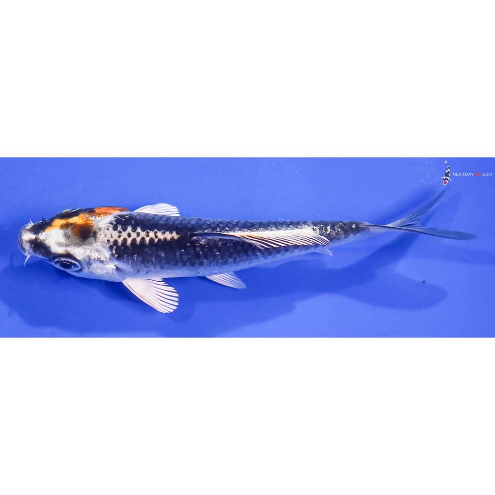 3.5” Imported Kujaku