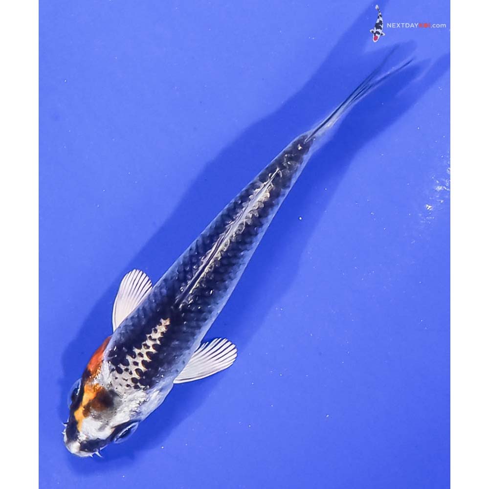 3.5” Imported Kujaku