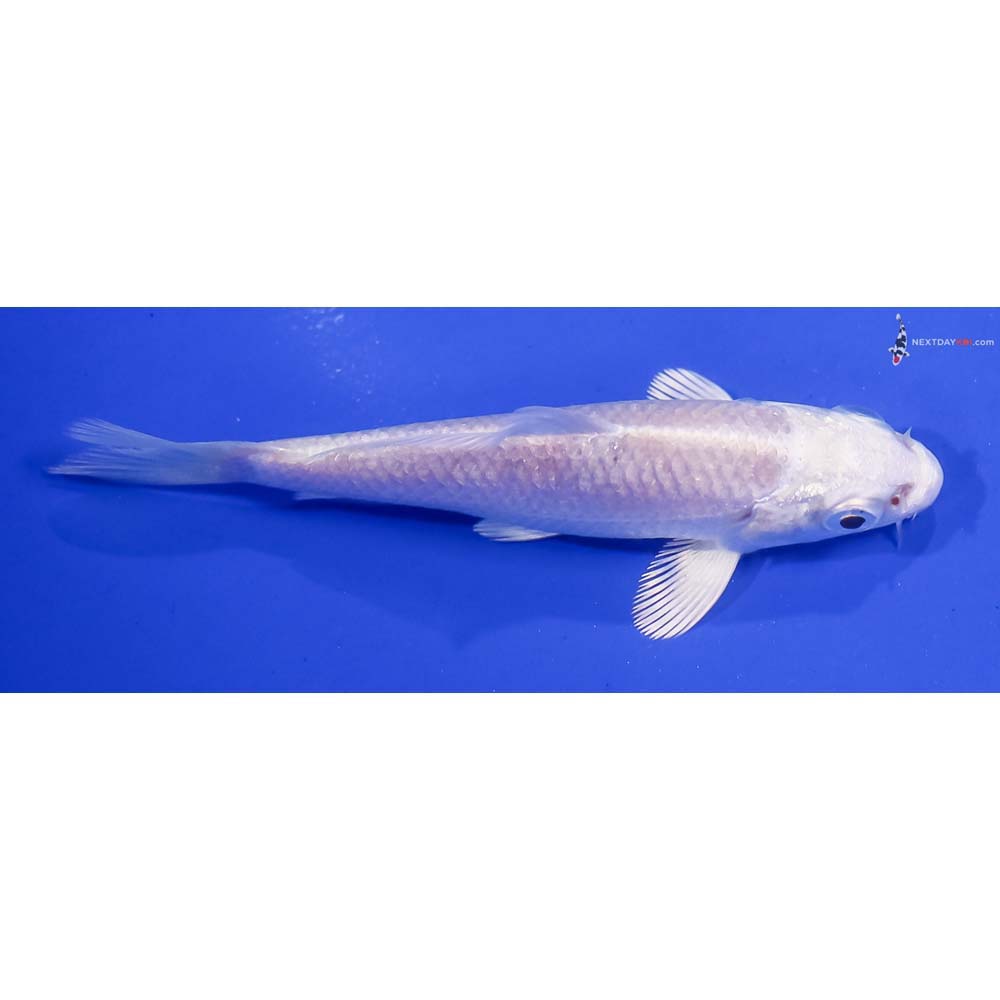 3.5” Imported Platinum Ogon