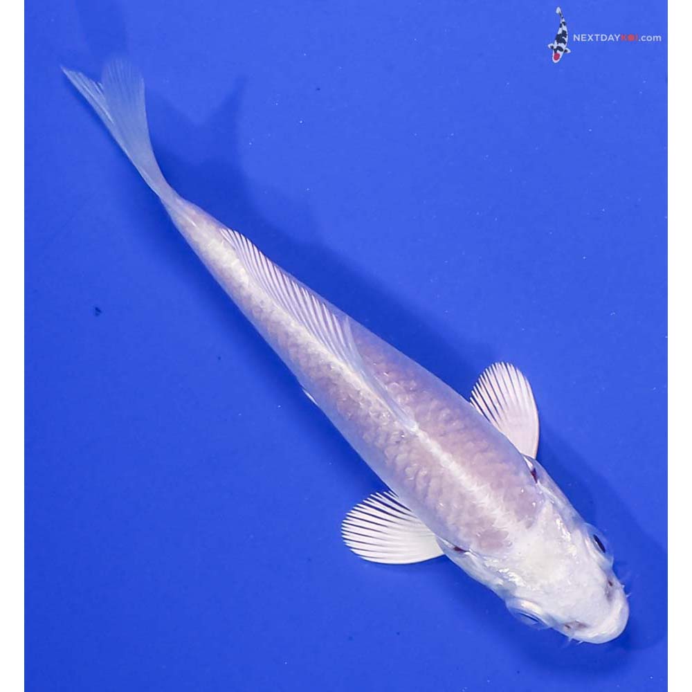 3.5” Imported Platinum Ogon