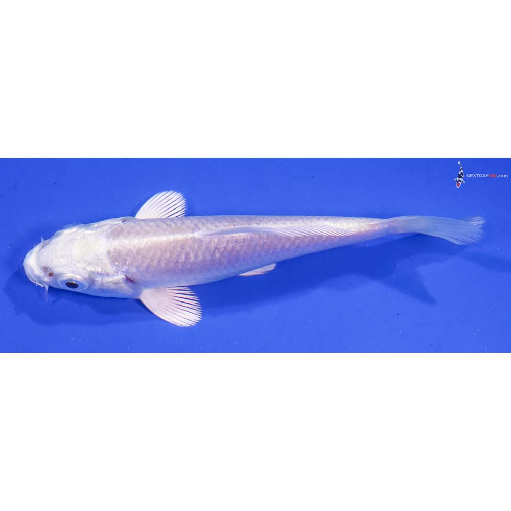 3.5” Imported Platinum Ogon