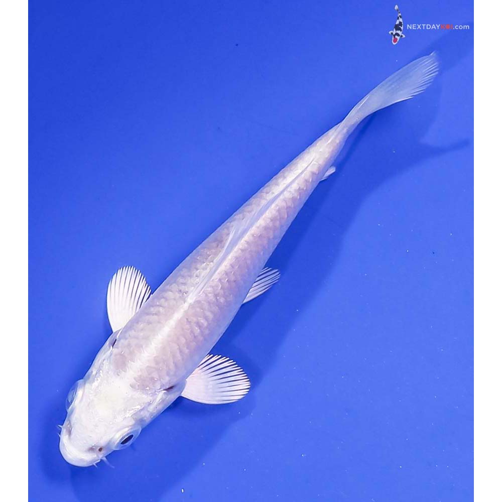 3.5” Imported Platinum Ogon