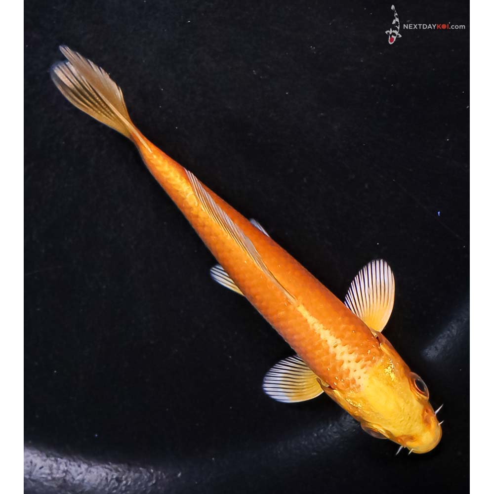 4” Imported Yamabuki Ogon