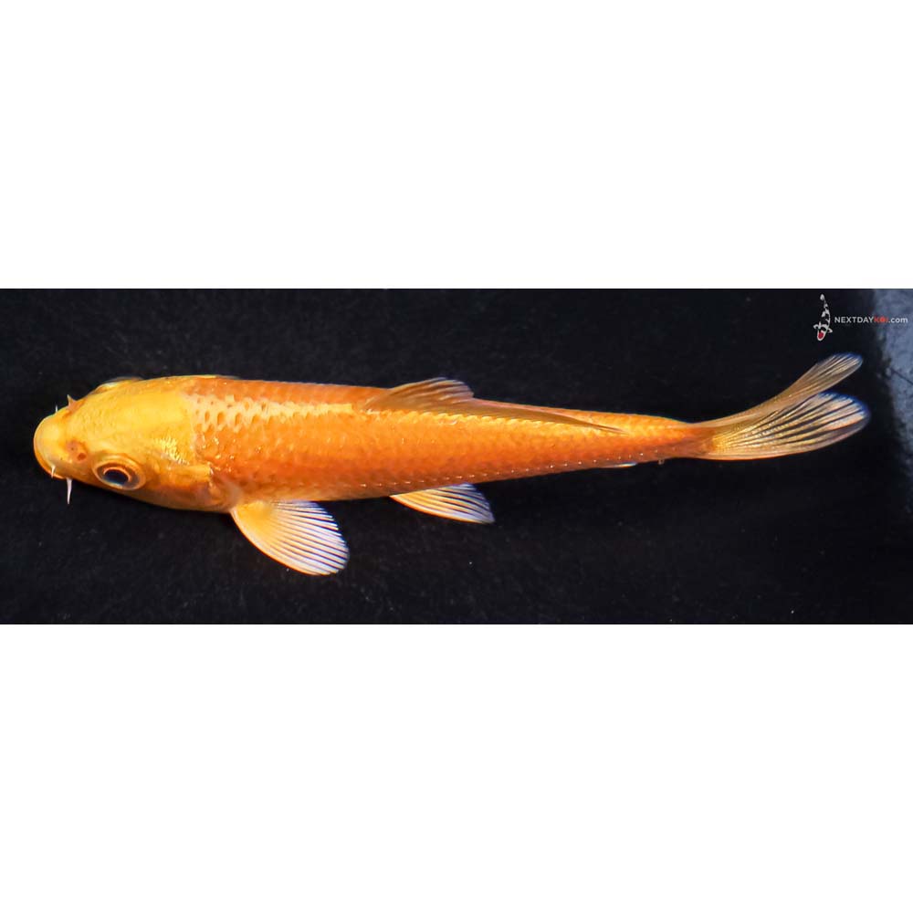 4” Imported Yamabuki Ogon