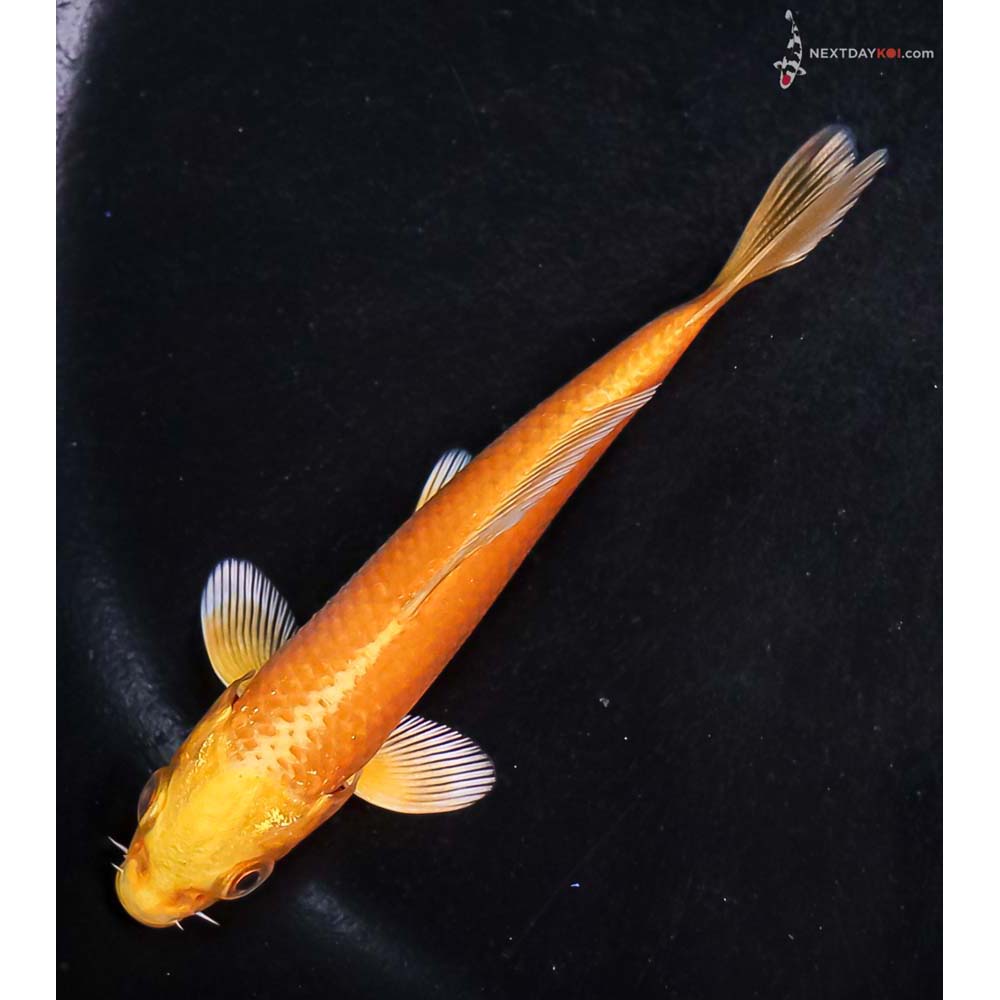 4” Imported Yamabuki Ogon