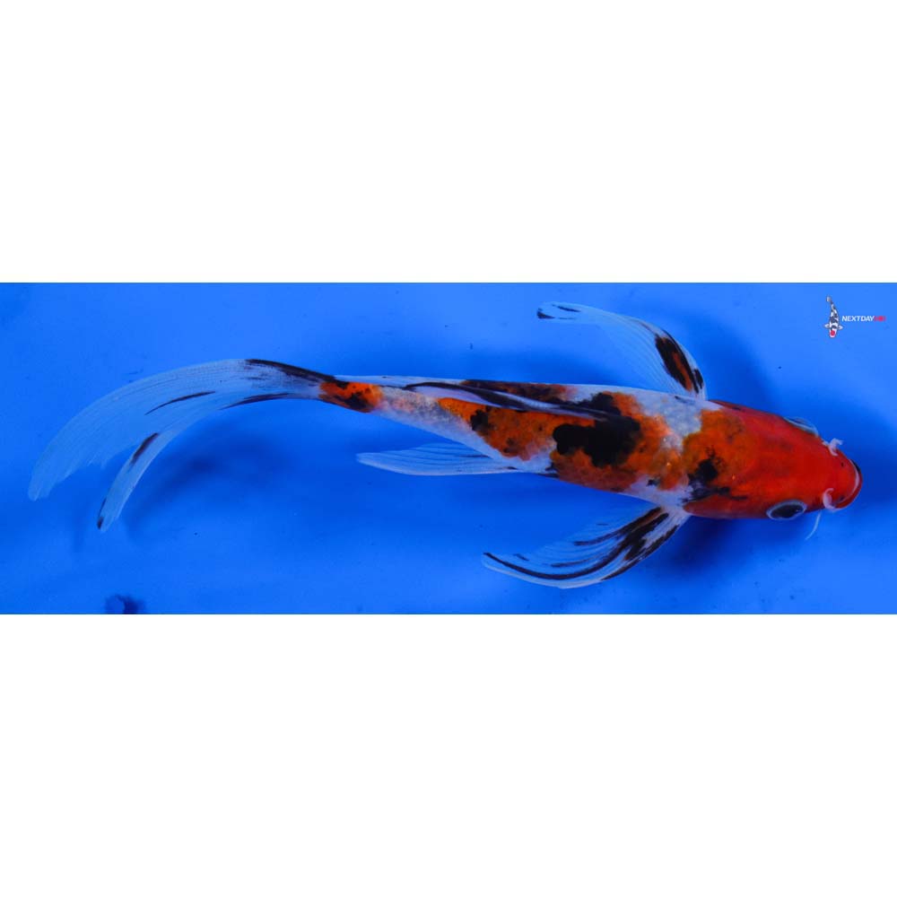 6” Imported Sanke Butterfly Koi