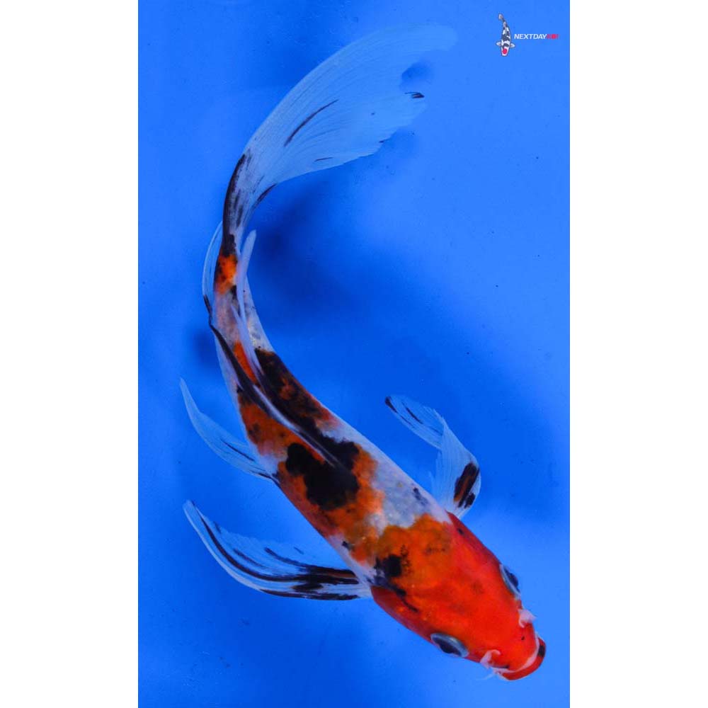 6” Imported Sanke Butterfly Koi