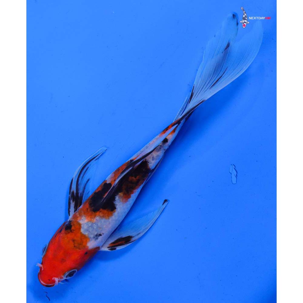 6” Imported Sanke Butterfly Koi