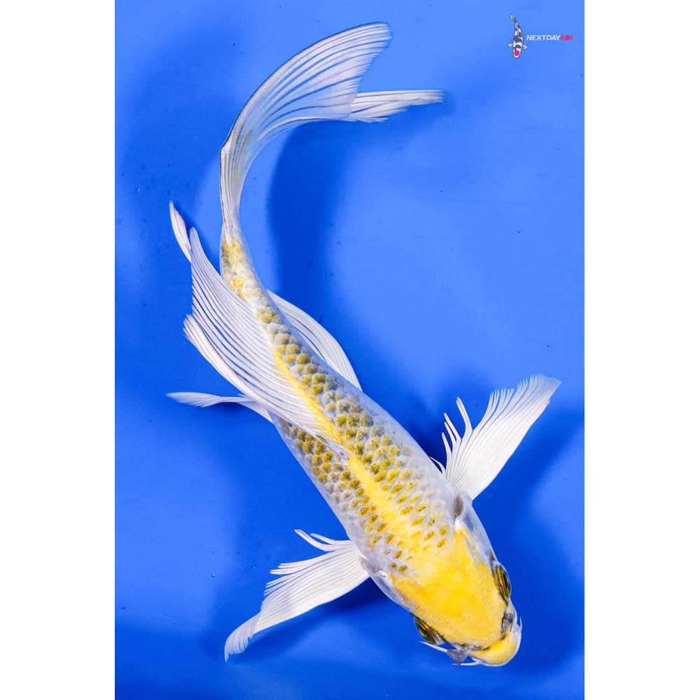6.5” Imported Kujaku Butterfly Koi