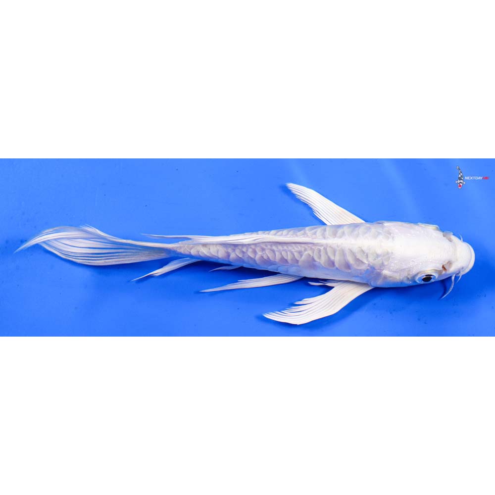 6.5” Imported Doitsu Platinum Ogon Butterfly Koi