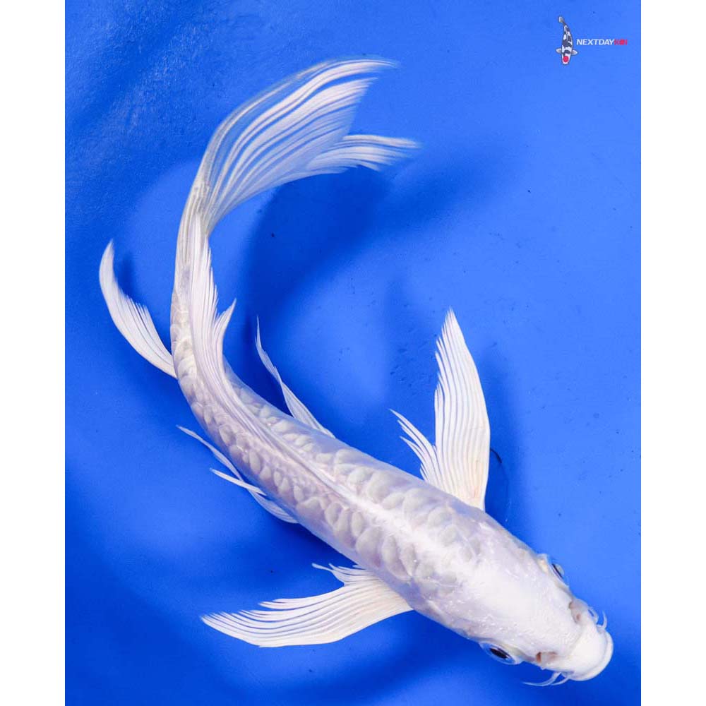 6.5” Imported Doitsu Platinum Ogon Butterfly Koi