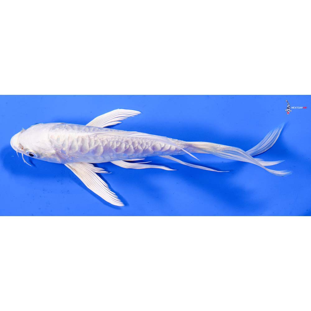 6.5” Imported Doitsu Platinum Ogon Butterfly Koi