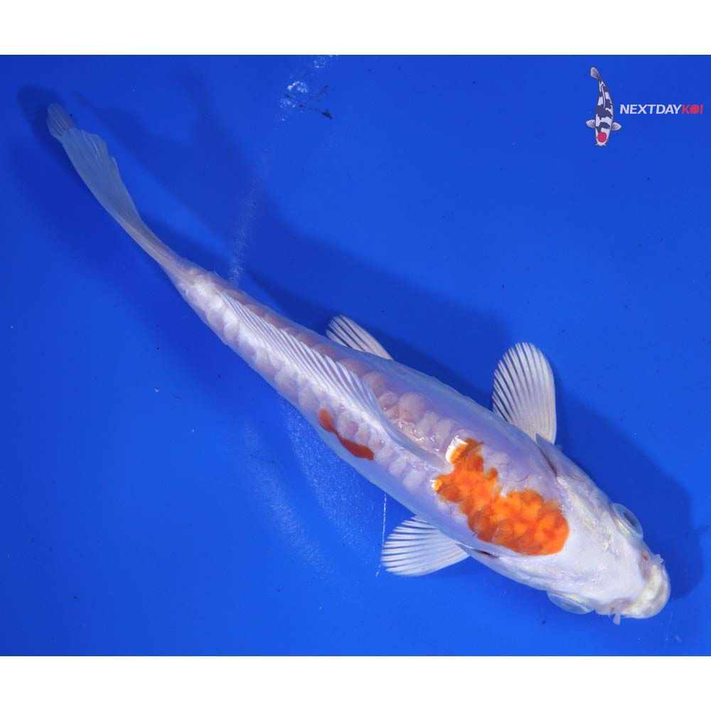 6” Imported Kikusui