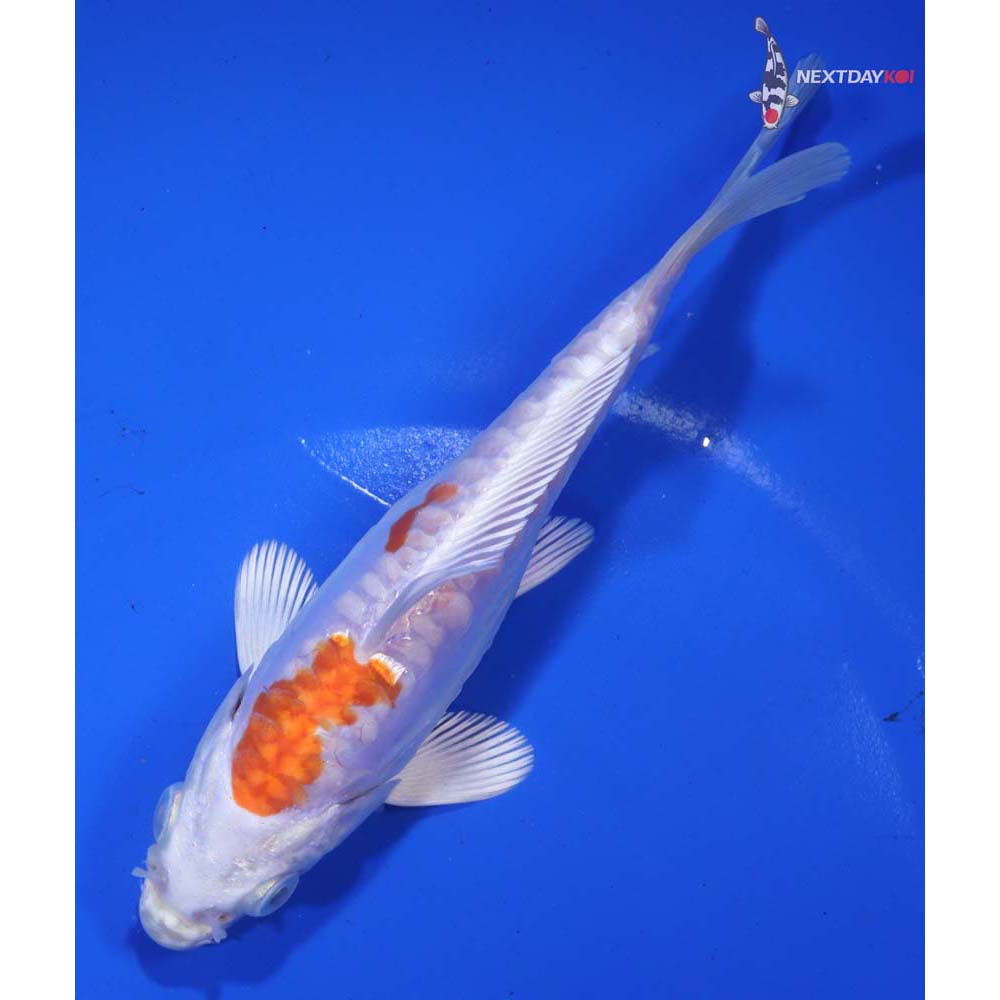 6” Imported Kikusui