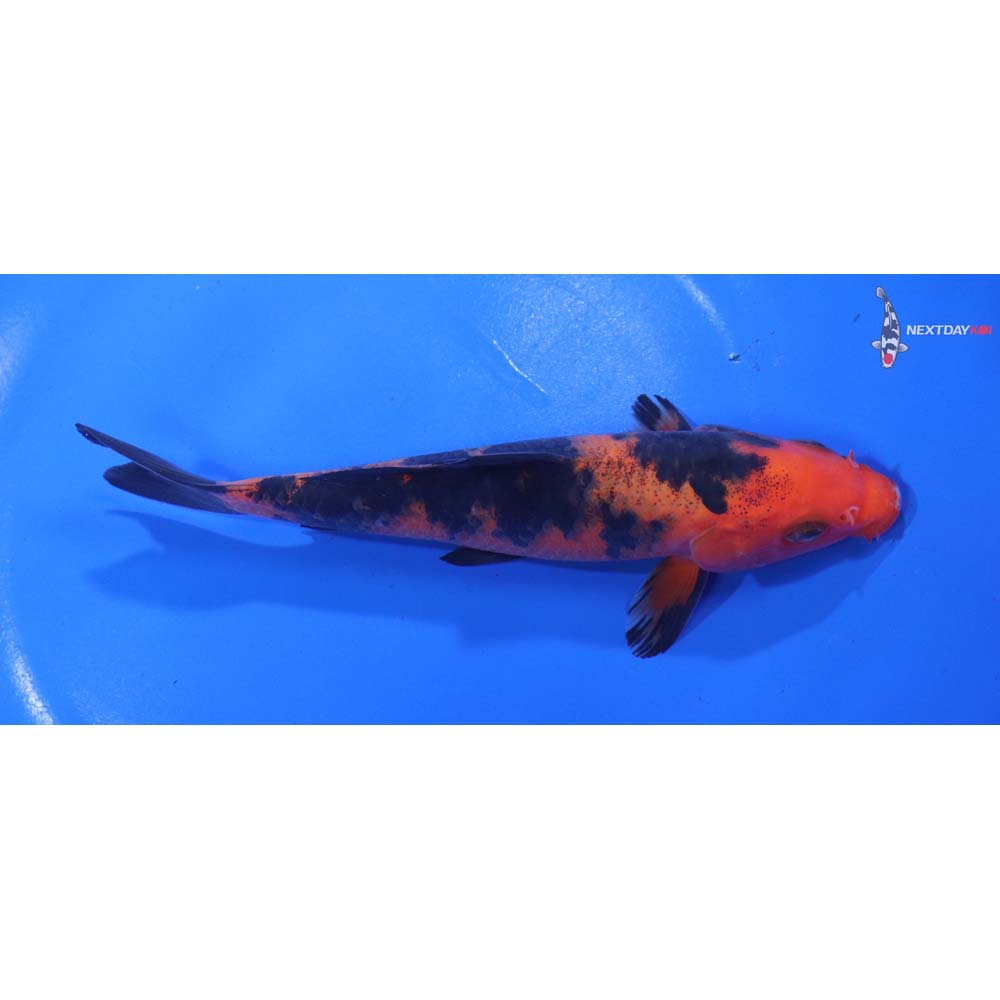 6” Imported Aka Bekko
