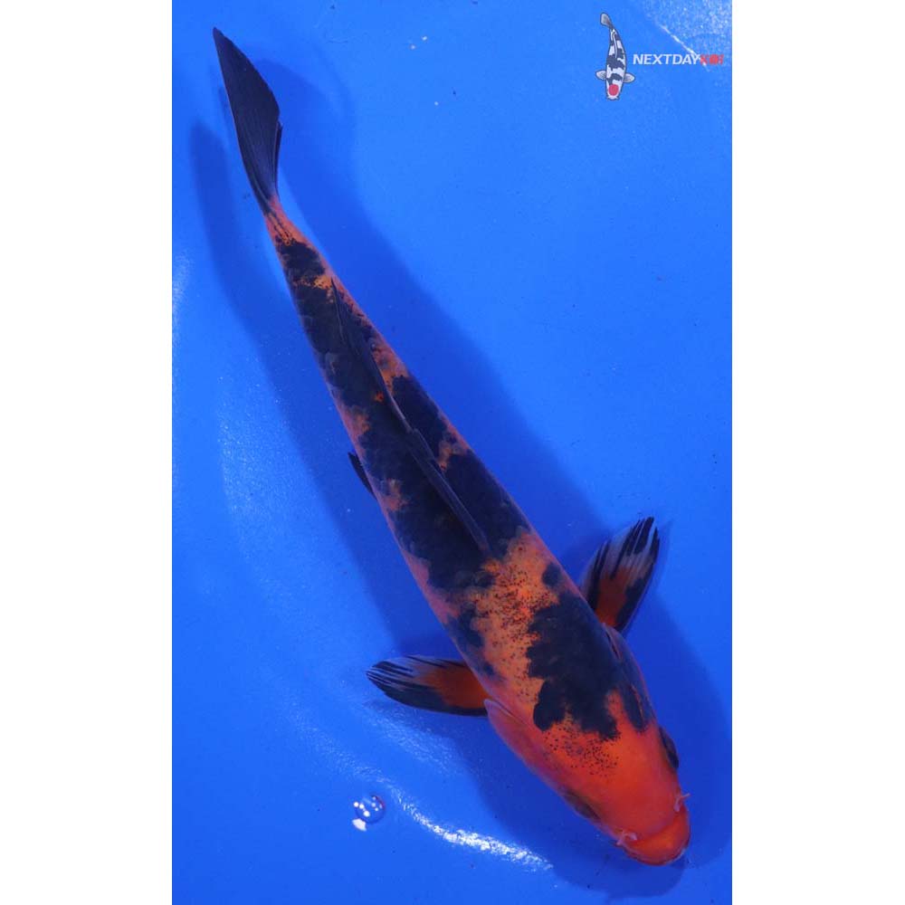 6” Imported Aka Bekko