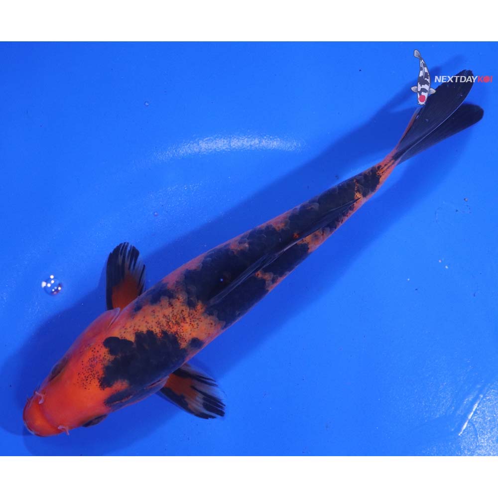 6” Imported Aka Bekko